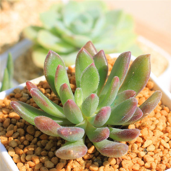 红唇 Echeveria  Bella
