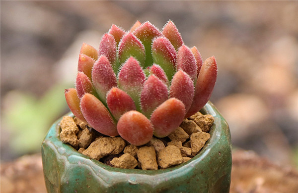 红唇 Echeveria  Bella