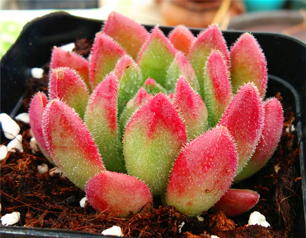 红唇 Echeveria  Bella
