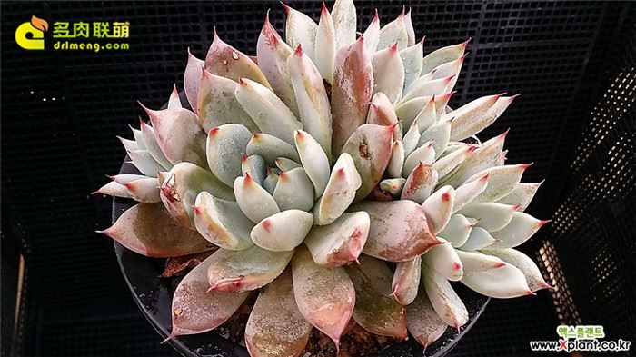 墨西哥巨人 Echeveria Mexican Giant