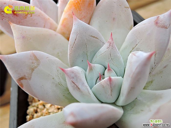 墨西哥巨人 Echeveria Mexican Giant