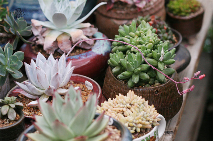 墨西哥巨人 Echeveria Mexican Giant