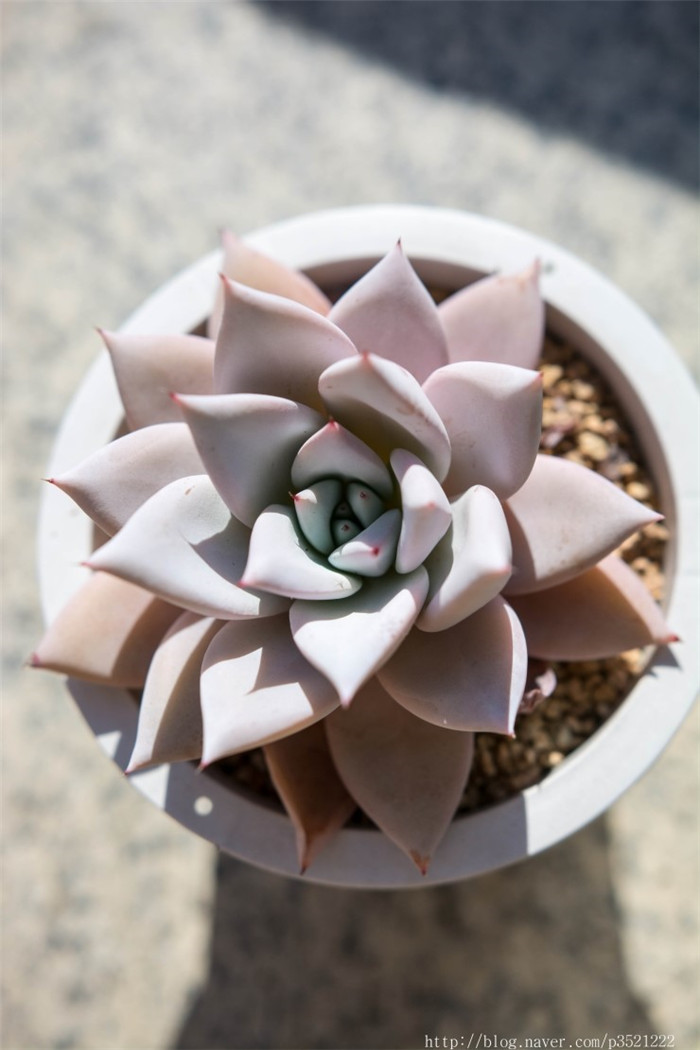 墨西哥巨人 Echeveria Mexican Giant