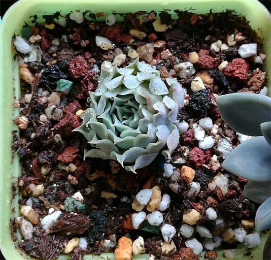 多肉植物拉古娜