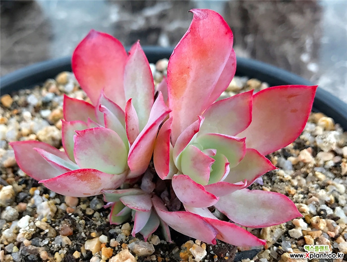 蓝光 Echeveria Blue light