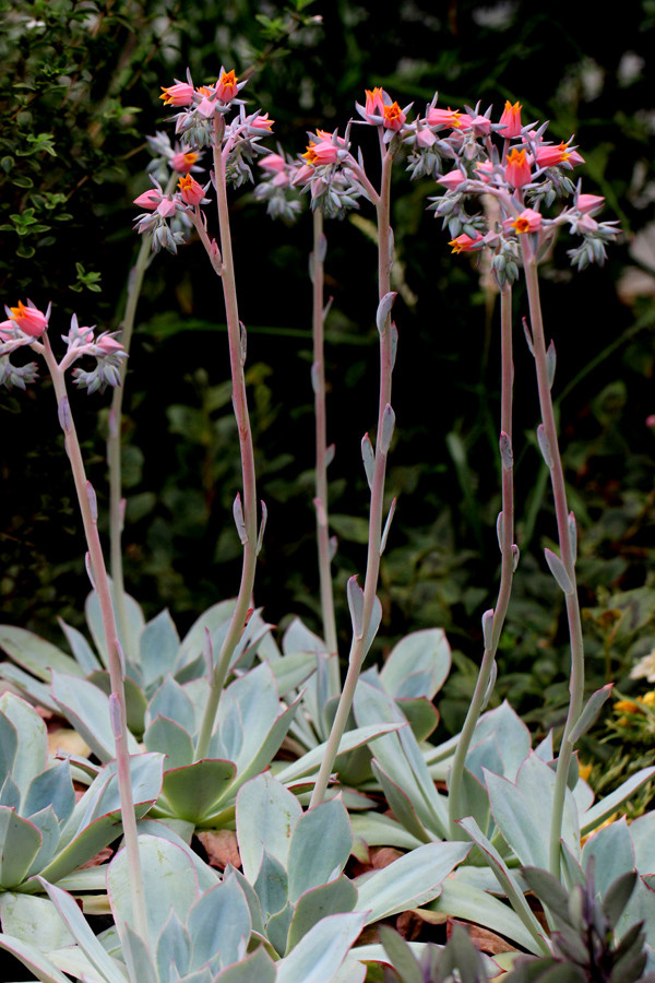 蓝光 Echeveria Blue light 开花