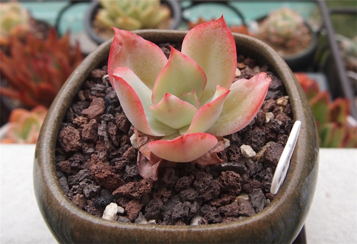蓝光 Echeveria Blue light