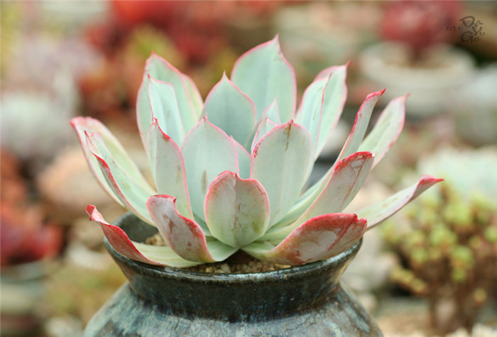 蓝光 Echeveria Blue light