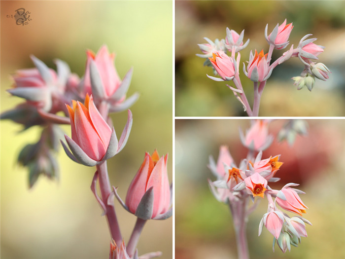 蓝光 Echeveria Blue light 开花