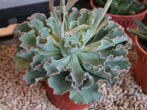 蓝狐 Echeveria  Blue Curls