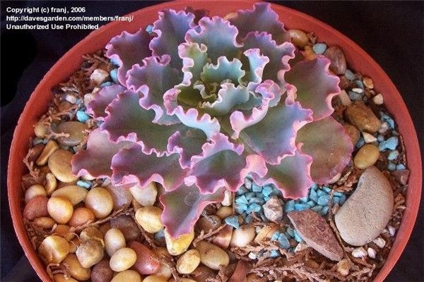 蓝狐 Echeveria  Blue Curls