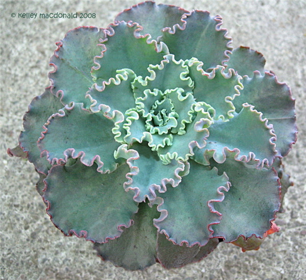 蓝狐 Echeveria  Blue Curls