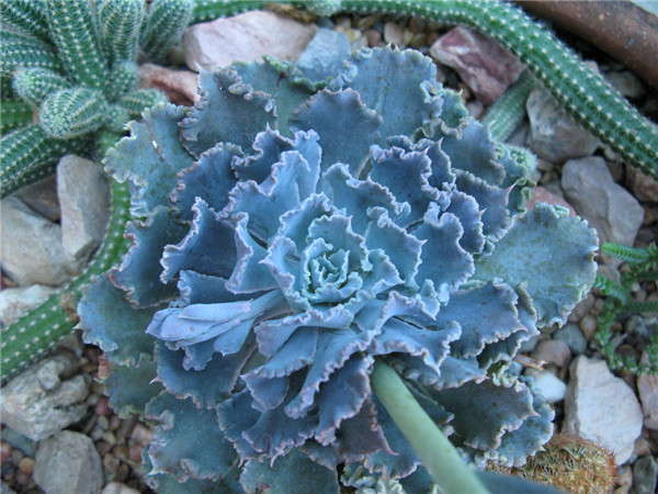 蓝狐 Echeveria  Blue Curls