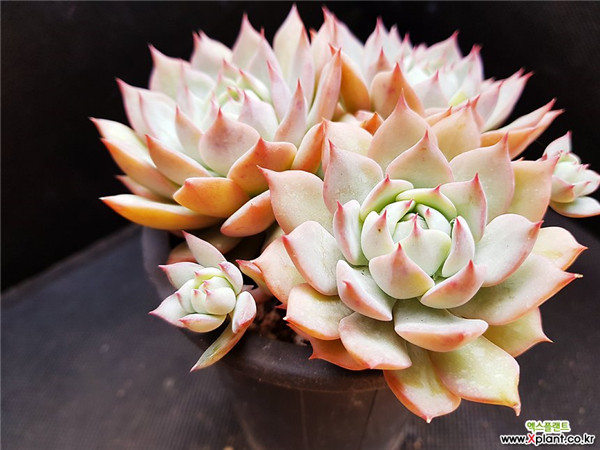 多肉棱镜 Echeveria  prism