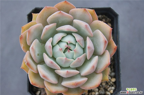 多肉棱镜 Echeveria  prism