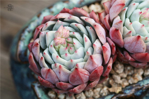 多肉棱镜 Echeveria  prism