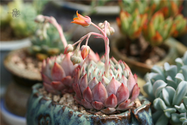 多肉棱镜 Echeveria  prism