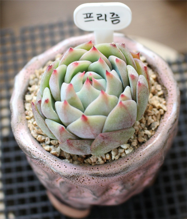 多肉棱镜 Echeveria  prism