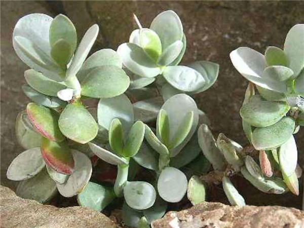 雪御所 Adromischus leucophyllus