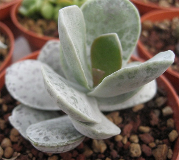 雪御所 Adromischus leucophyllus