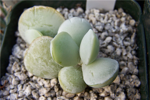 雪御所 Adromischus leucophyllus