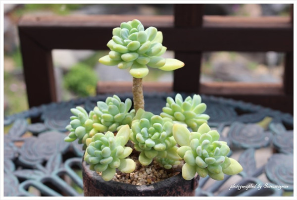 Sedum Rottii