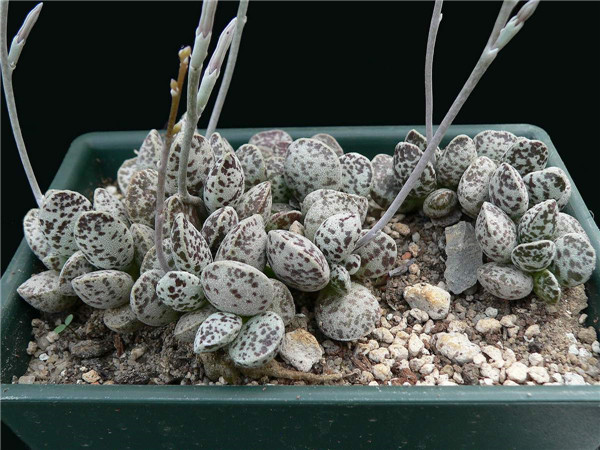 马丁水泡 Adromischus marianiae ‘bryan makin’