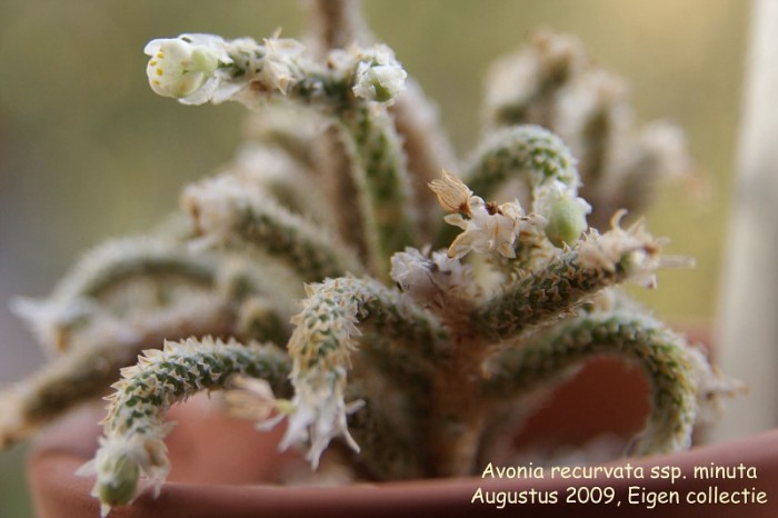 白鳞龙亚种Avonia recurvata subs. minuta