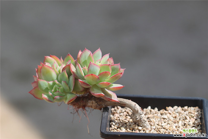 绮罗 Echeveria Luella