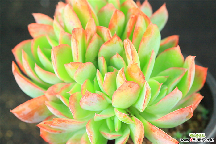 绮罗 Echeveria Luella