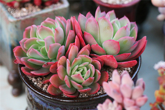 绮罗 Echeveria Luella