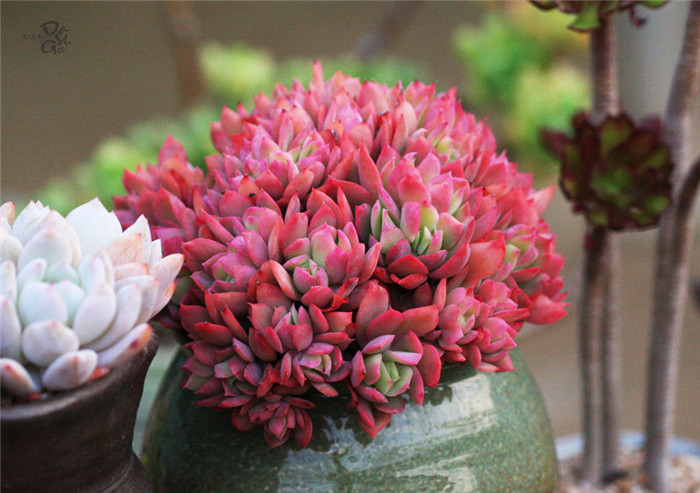 绮罗 Echeveria Luella