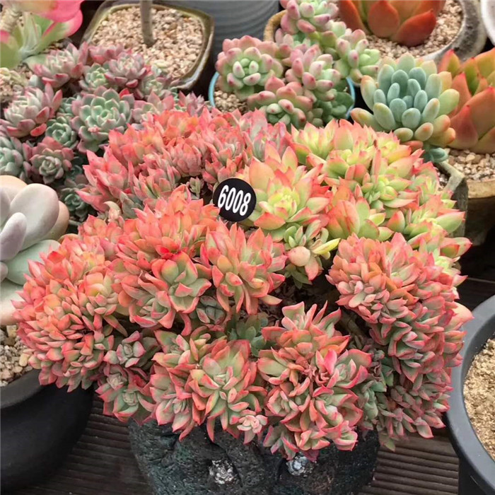 绮罗 Echeveria Luella