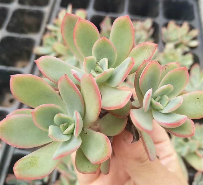 绮罗 Echeveria Luella