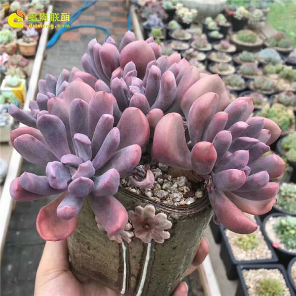 丘比特 ​Echeveria Cupid