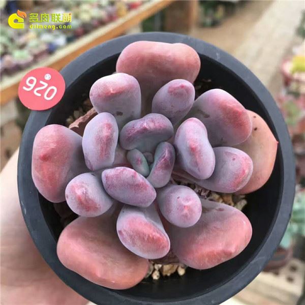 丘比特 ​Echeveria Cupid