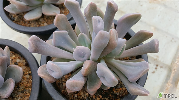 丘比特 ​Echeveria Cupid