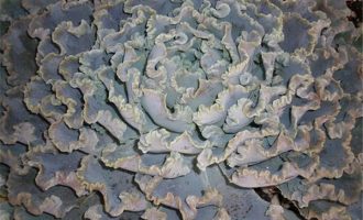 沙漠之星与松露