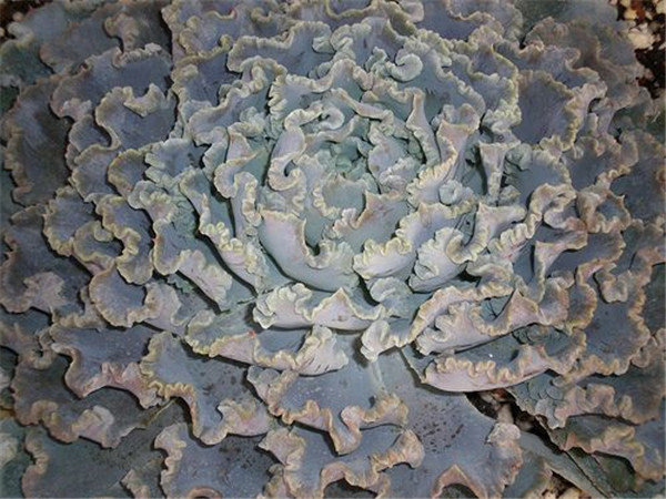 多肉沙漠之星