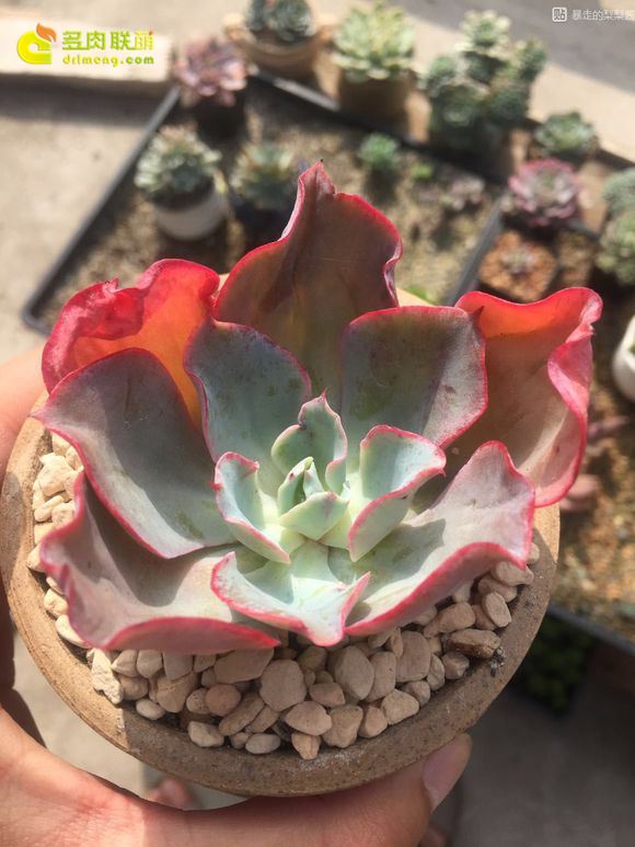 史尼迪 Echeveria  Sneedie