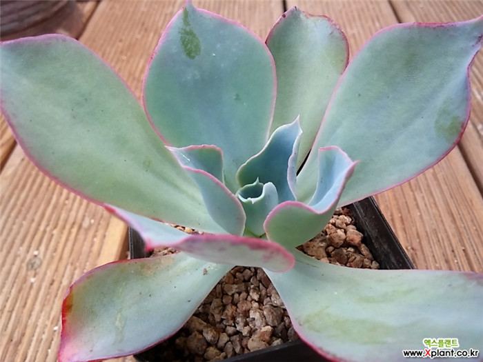 史尼迪 Echeveria  Sneedie