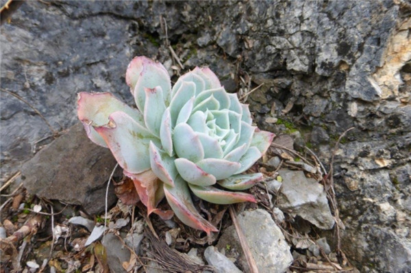 镜莲，Echeveria simulans