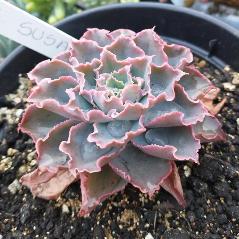 苏珊 Echeveria 'Susan'