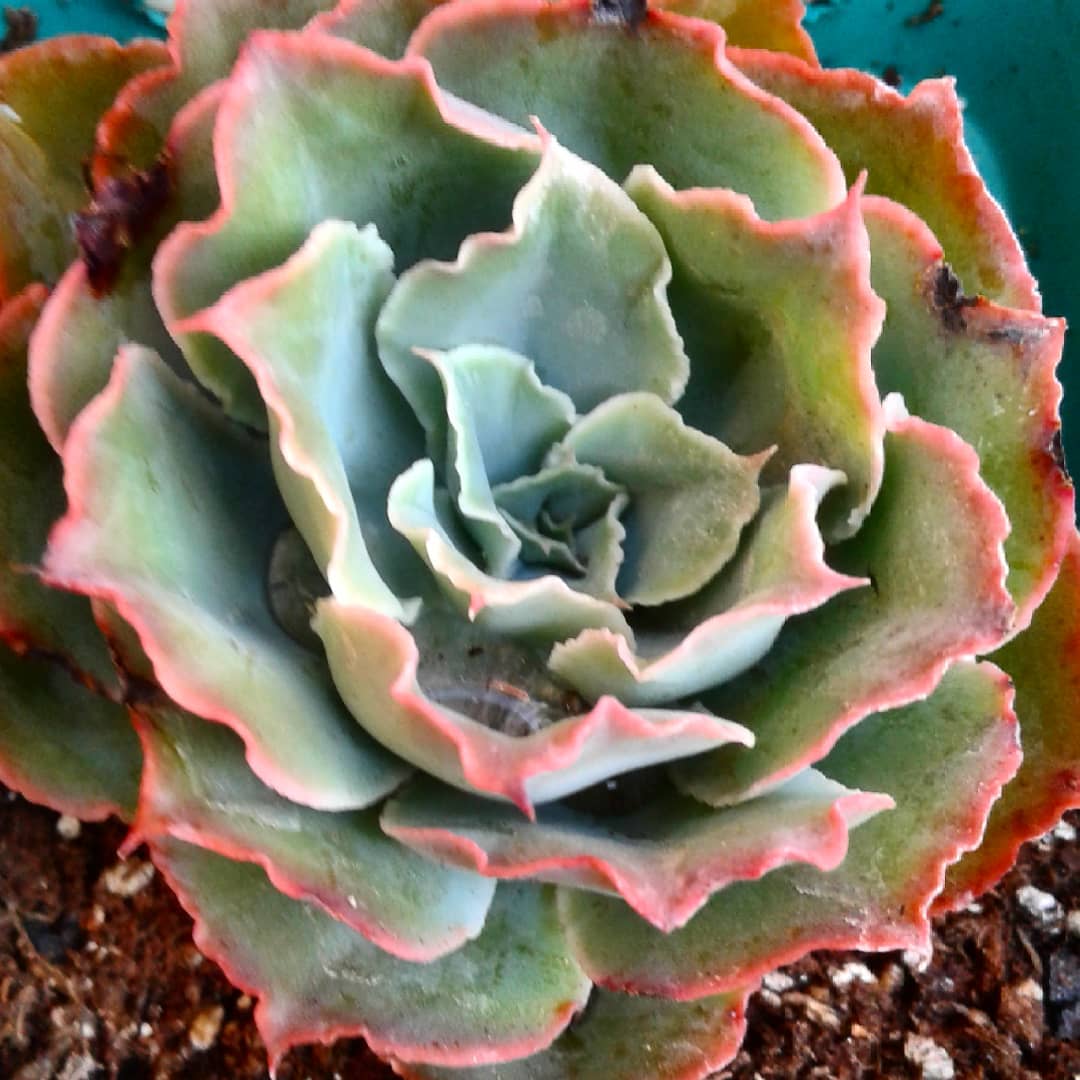 苏珊 Echeveria 'Susan'