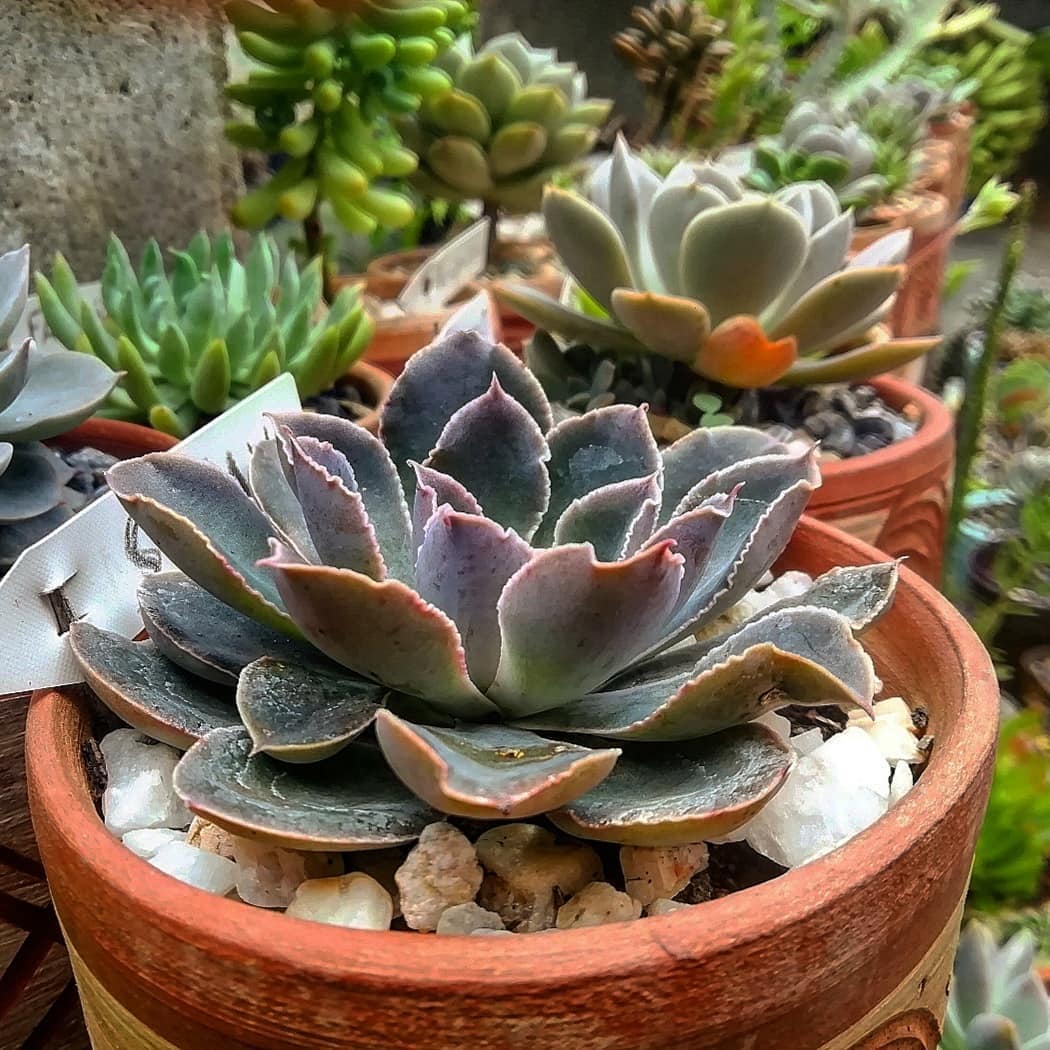 苏珊 Echeveria 'Susan'