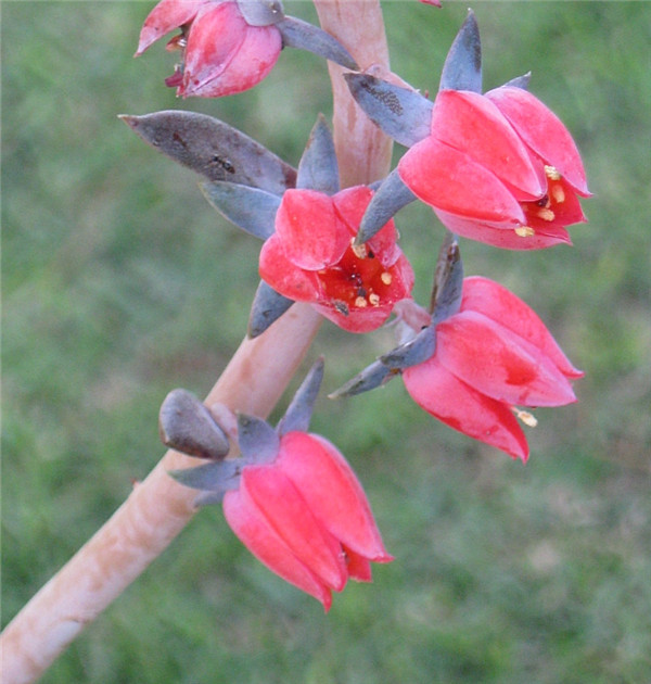 红糖、霜糖、太妃糖 Echeveria Brown Sugar