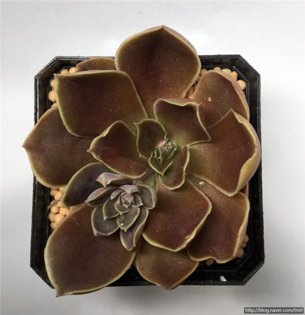 红糖、霜糖、太妃糖 Echeveria Brown Sugar