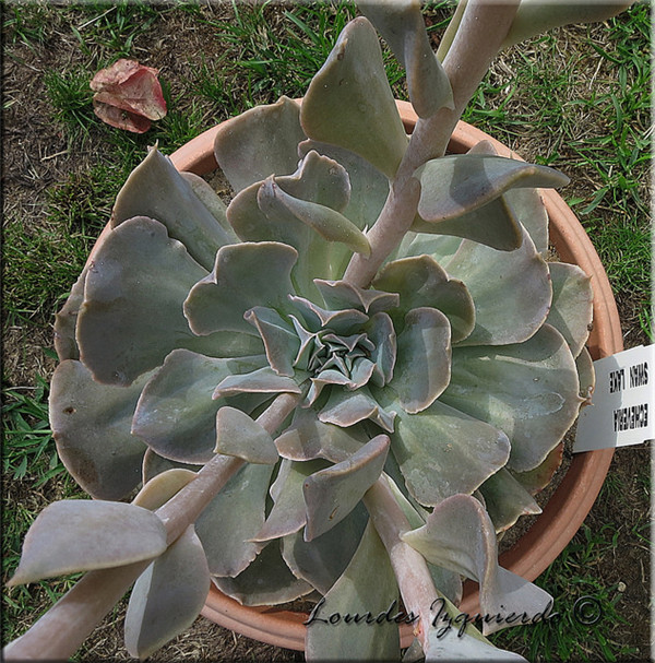 天鹅湖 Echeveria Swan Lake