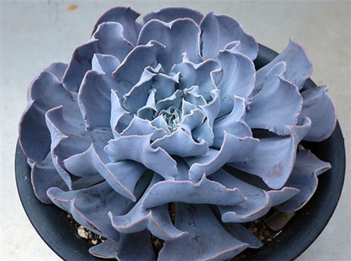 天鹅湖 Echeveria Swan Lake