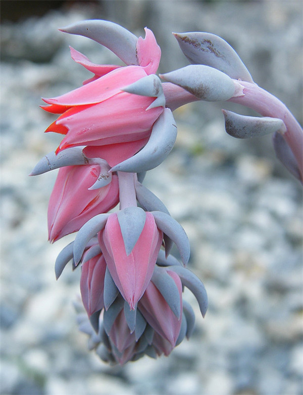 天鹅湖 Echeveria Swan Lake